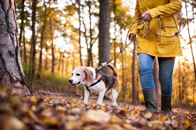 6 Pet Care Tips That Keep Them Healthy And Active